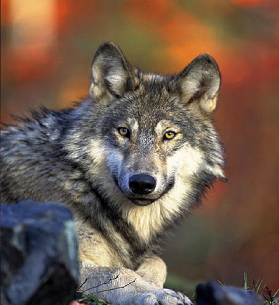 Wolf USFWS